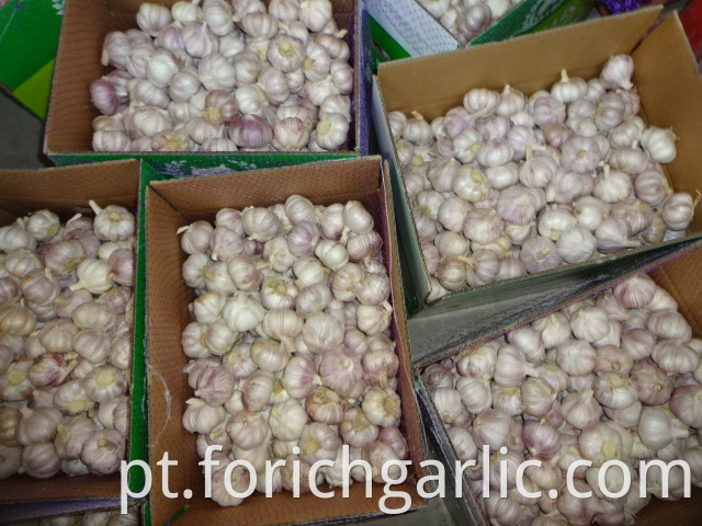 Fresh Garlic Of Good Quality